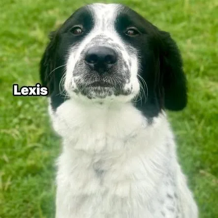 An adult large-sized female White / Cream Great Pyrenees dog named Lexis for adoption in Weatherford, TX