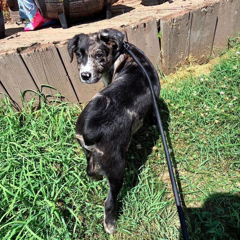 A baby medium-sized female Gray / Blue / Silver Poodle dog named Pammy for adoption in Alexandria, VA
