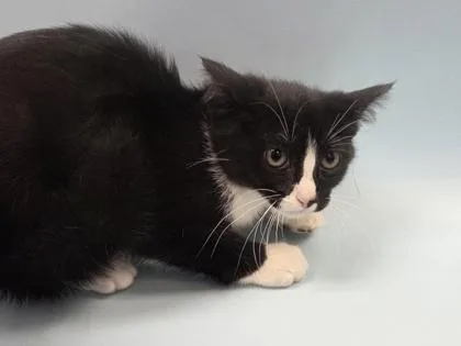 A baby small-sized female Domestic Short Hair cat named Watari for adoption in Woodbury, MN