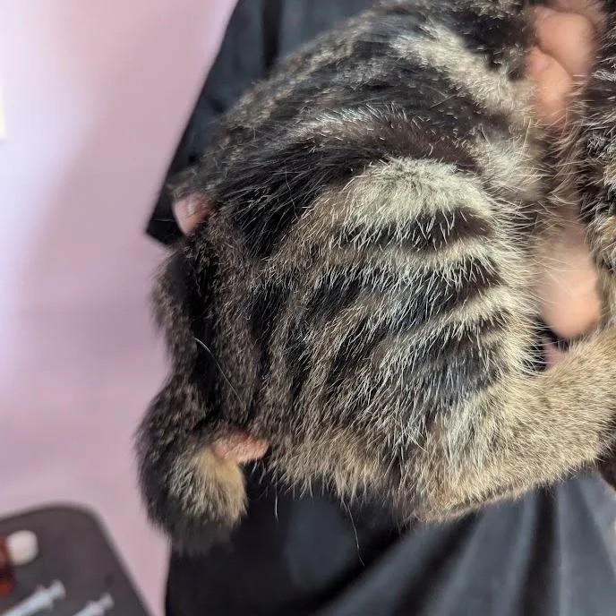 Cat Benatar