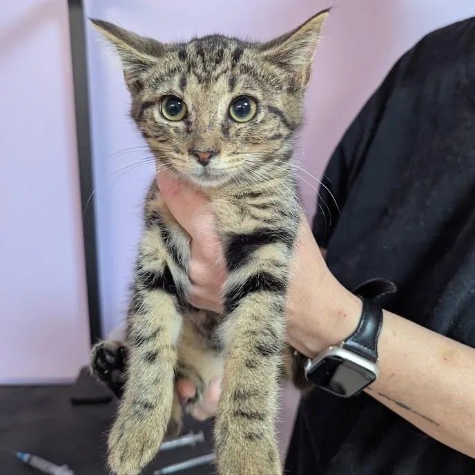 Cat Benatar thumbnail 2