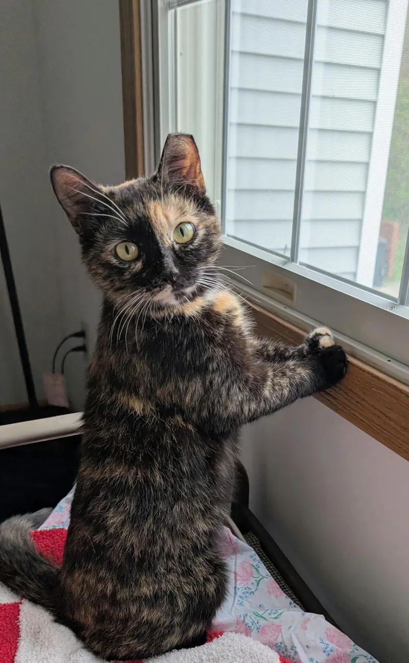 An adult medium-sized female Tortoiseshell Domestic Short Hair cat named Rainbow for adoption in Solon, OH