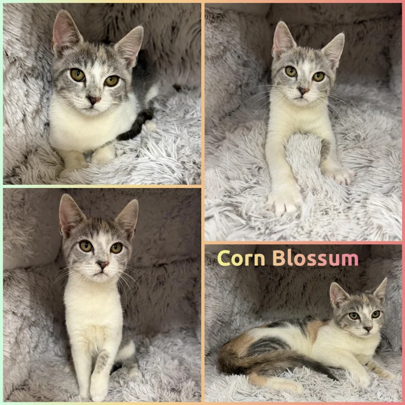 Corn Blossum