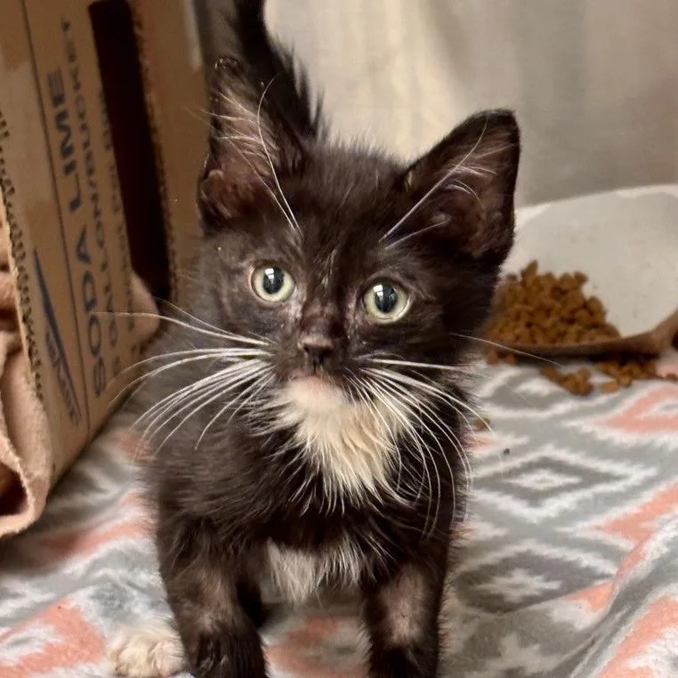 A baby small-sized male Calico Domestic Medium Hair cat named Duffel for adoption in Kanab, UT