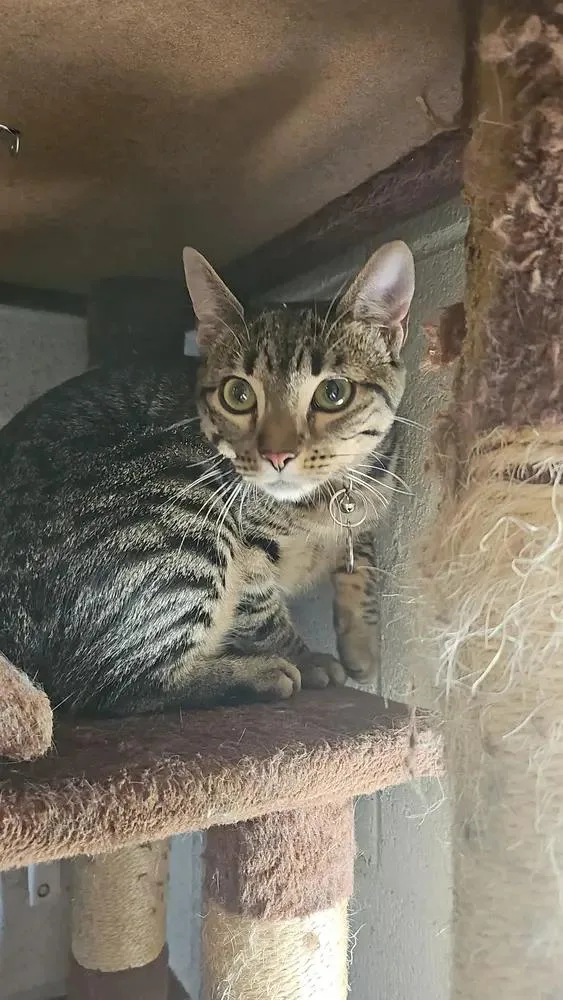 A young small-sized female Brown / Chocolate Domestic Short Hair cat named Nami for adoption in Ontario, CA