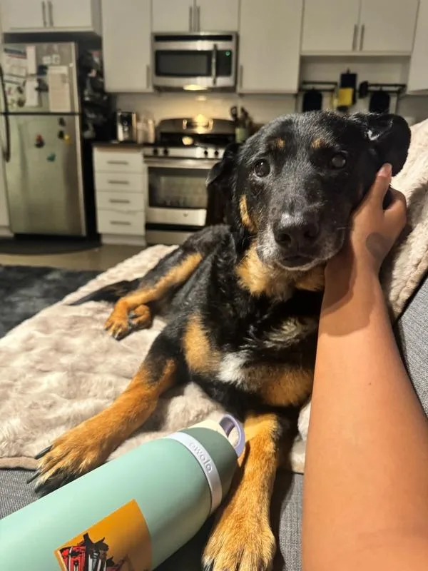 A senior large-sized female Shepherd dog named Prudence for adoption in San Diego, CA