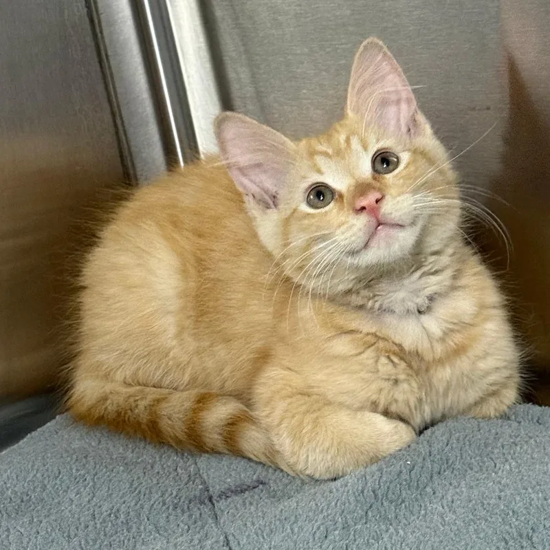 A young medium-sized male Orange / Red Domestic Short Hair cat named Hot Potato for adoption in Parkland, FL