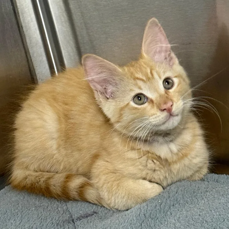 Hot Potato thumbnail 2