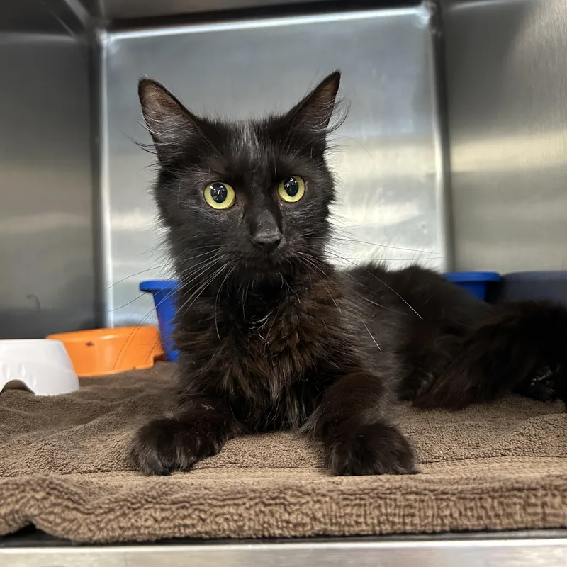 An adult medium-sized female Black Domestic Long Hair cat named Taylor for adoption in La Grange Park, IL