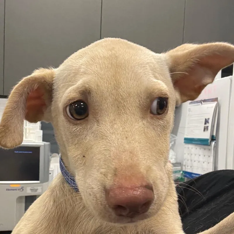 A baby small-sized male White / Cream Mixed Breed dog named Sammy for adoption in Milton, FL