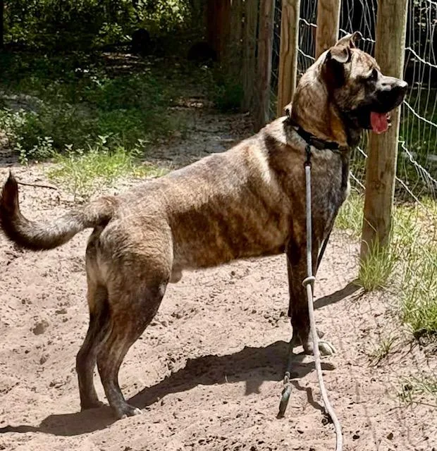 An adult extra large-sized male Brindle Neapolitan Mastiff dog named Sultan for adoption in New Smyrna Beach, FL