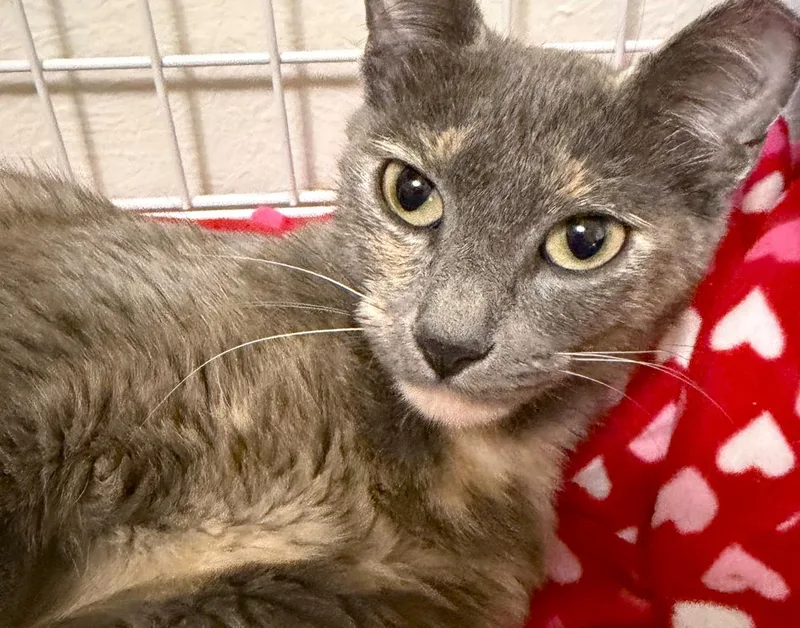 A young medium-sized female Dilute Tortoiseshell cat named Luna for adoption in Austin, TX