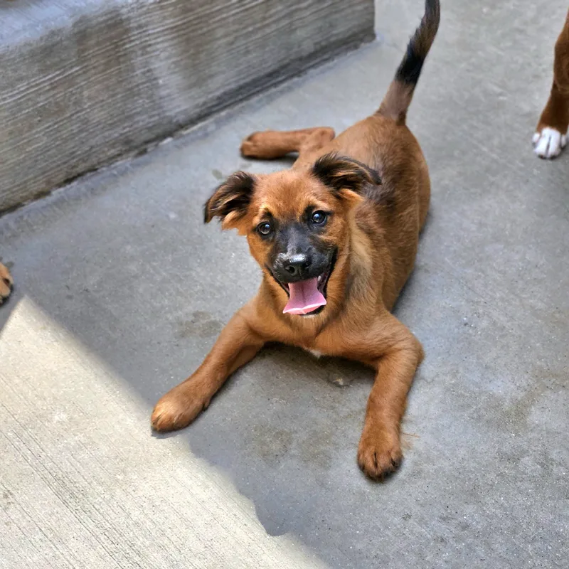 A baby small-sized male Red / Chestnut / Orange Chihuahua dog named Kermit for adoption in Chicago, IL