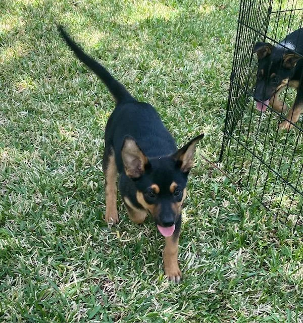 A young medium-sized female German Shepherd Dog dog named Kisses for adoption in Garland, TX