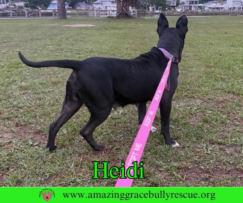 An adult large-sized female American Bulldog dog named Heidi for adoption in Pensacola, FL