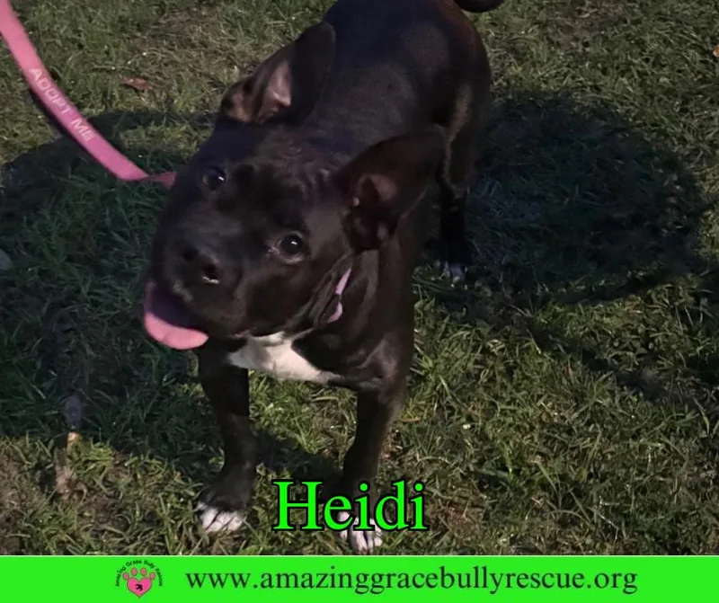 Heidi thumbnail 3