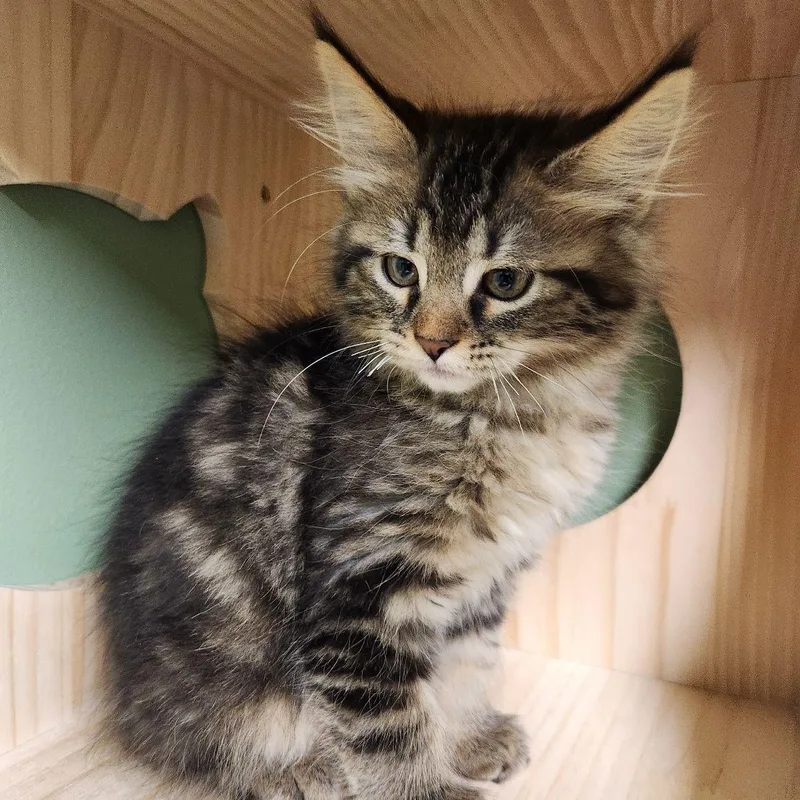 A baby medium-sized female Domestic Long Hair cat named Karen Plankton for adoption in Liberty, MO