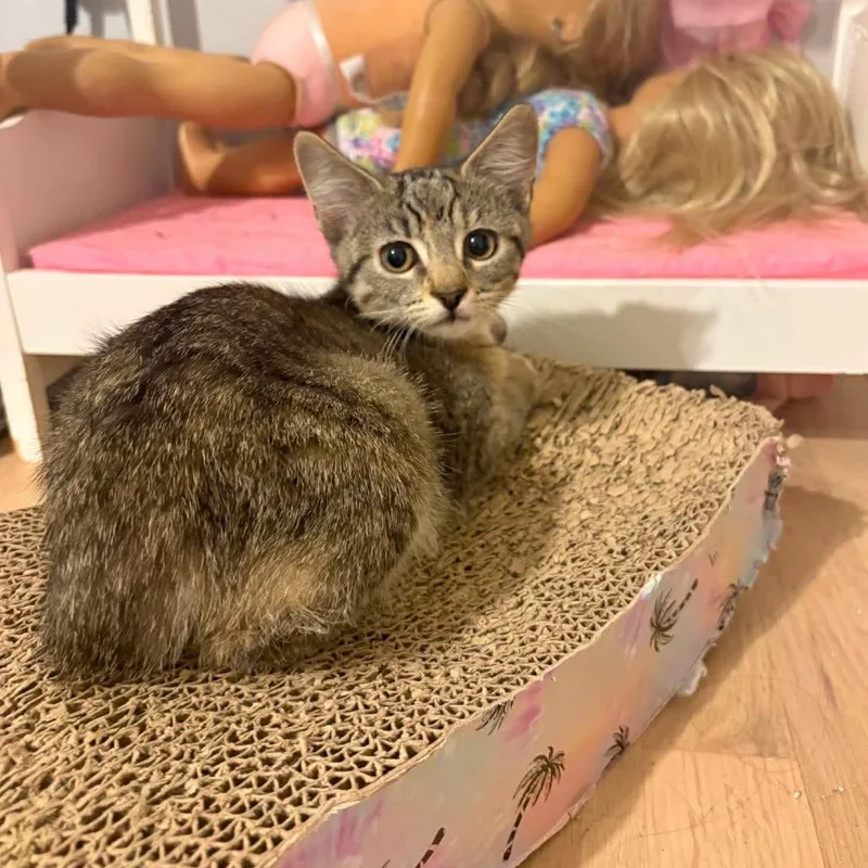A baby small-sized female Brown / Chocolate Domestic Short Hair cat named Kit Kat for adoption in Jarrettsville, MD