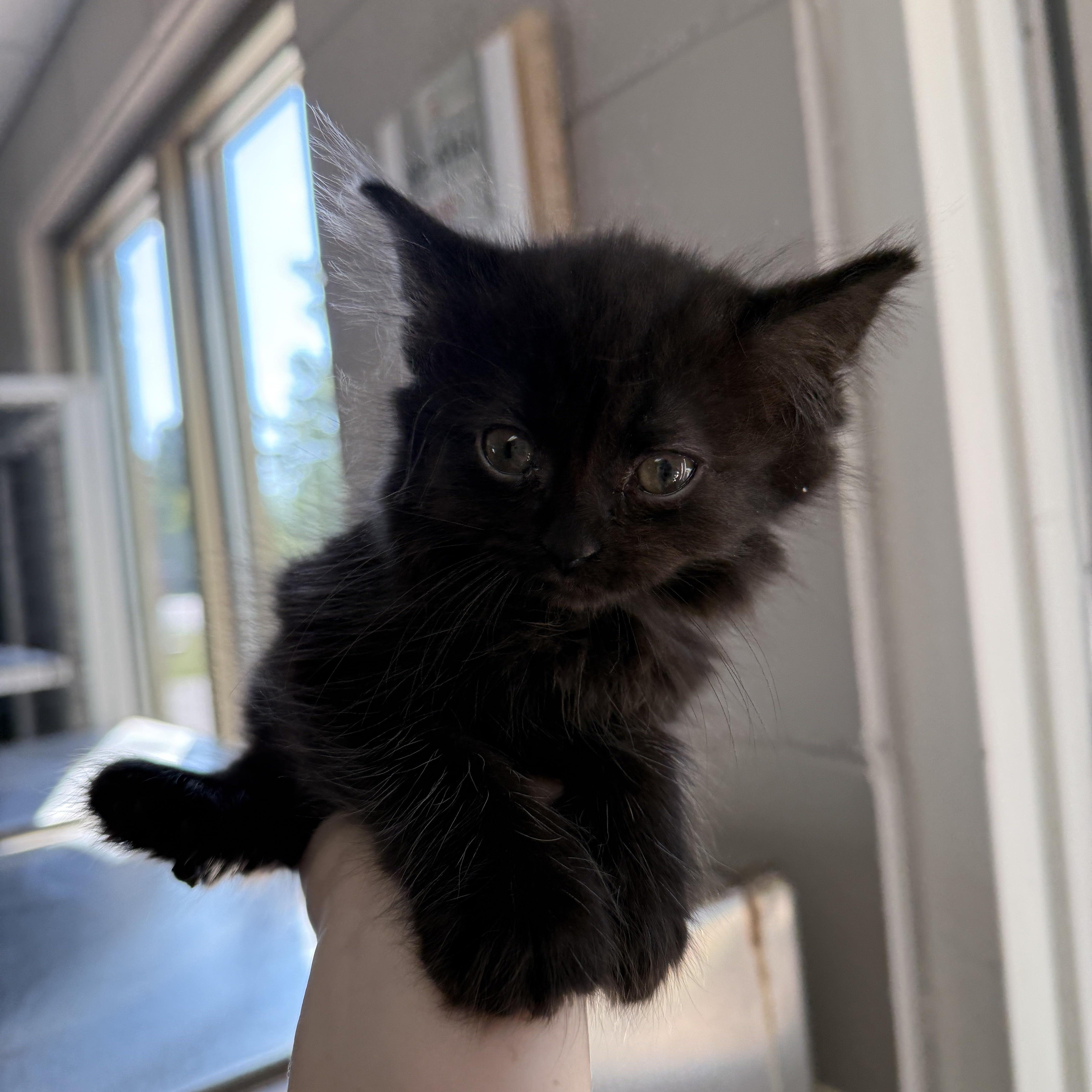 A baby medium-sized female Black Domestic Medium Hair cat named Miley for adoption in Oconto, WI