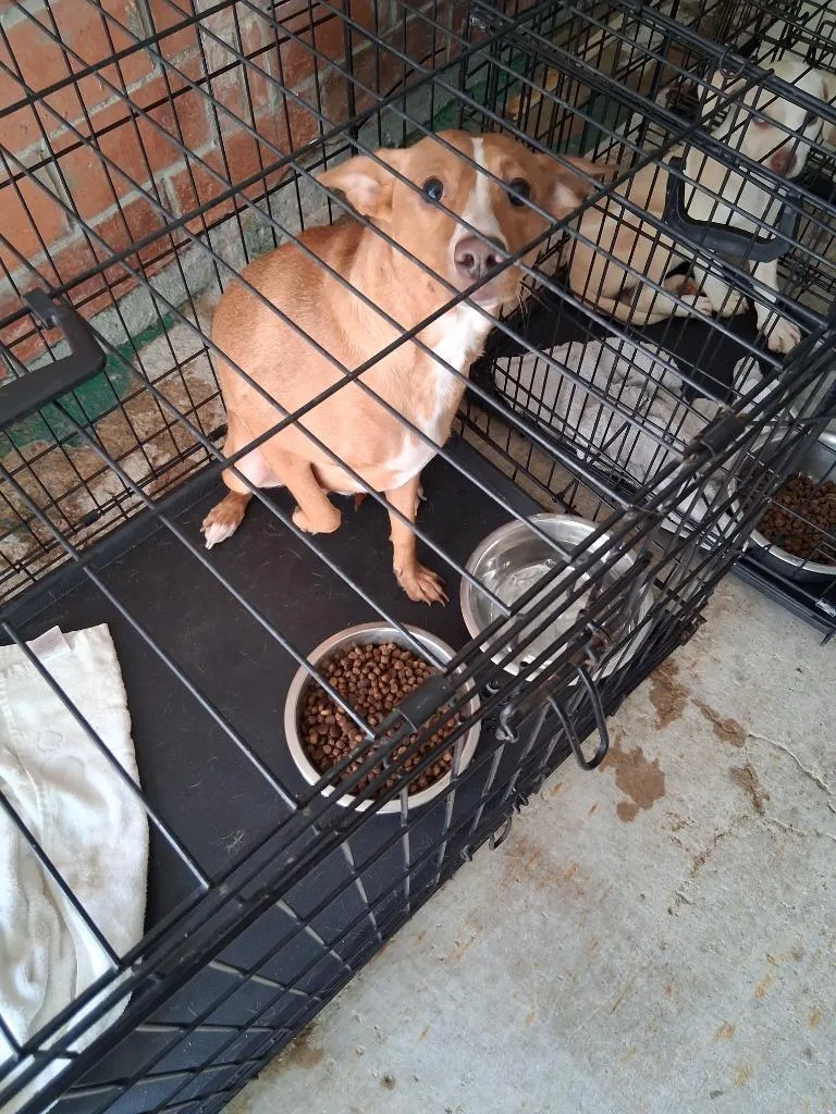 An adult medium-sized female Terrier dog named Anubis for adoption in Brownwood, TX