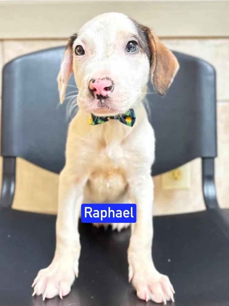 ML Raphael aka Timber