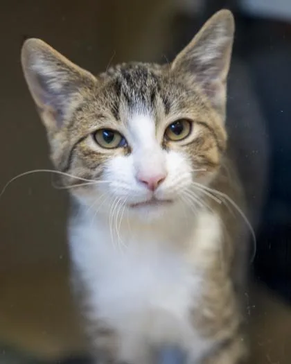 A baby small-sized female Domestic Short Hair cat named Vesper for adoption in Pequot Lakes, MN