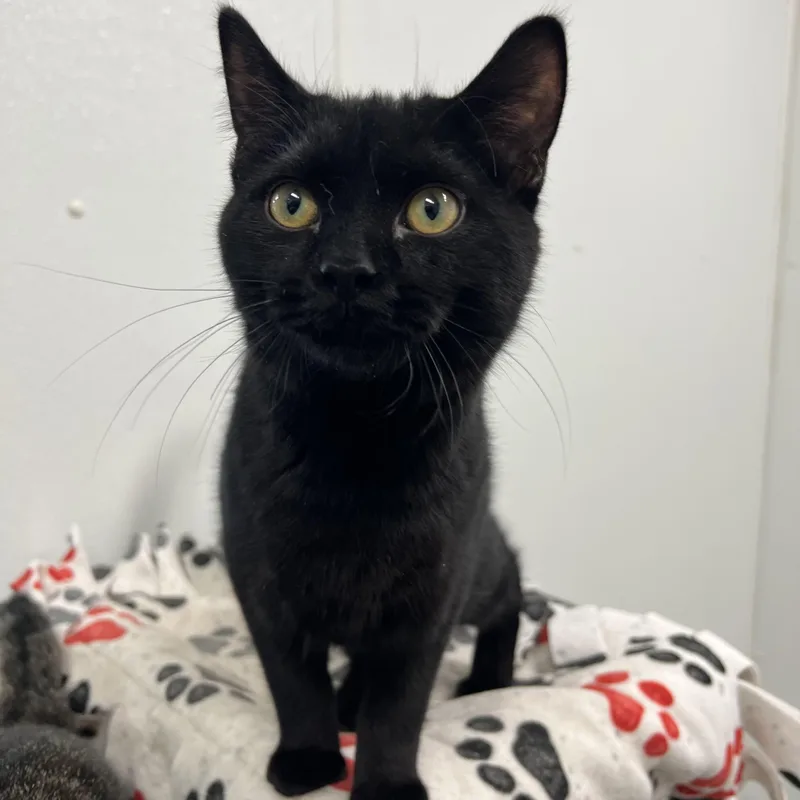 Binx No Fee thumbnail 2