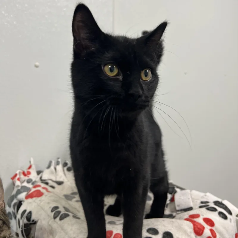 Binx No Fee thumbnail 3