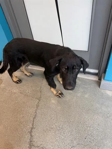 An adult small-sized male German Shepherd Dog dog named Otis for adoption in San Martin, CA