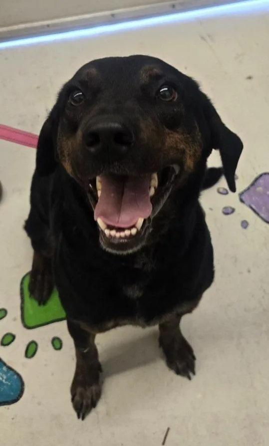 An adult large-sized male Shepherd dog named Rusty for adoption in Chickamauga , GA