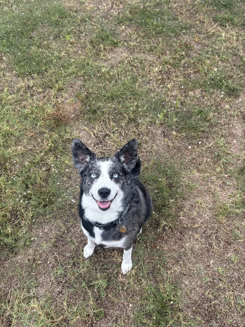 An adult medium-sized female Australian Shepherd dog named Skylar for adoption in Dallas, TX