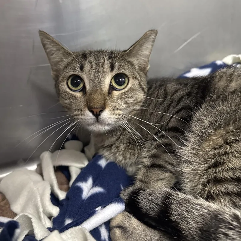 A young medium-sized male Brown / Chocolate Domestic Short Hair cat named Pepper for adoption in Lauderhill, FL
