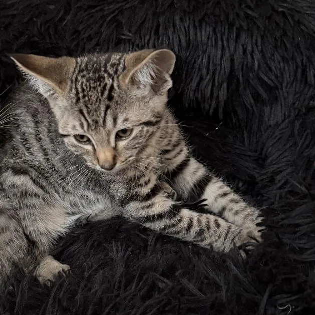 A baby small-sized male Brown / Chocolate Domestic Short Hair cat named Hawkeye for adoption in Pleasanton, CA