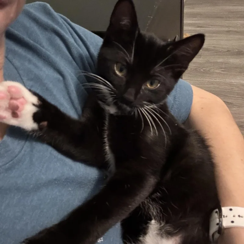 A baby medium-sized male Black & White / Tuxedo Domestic Short Hair cat named Kitkat  The Sweetest for adoption in Plano, TX