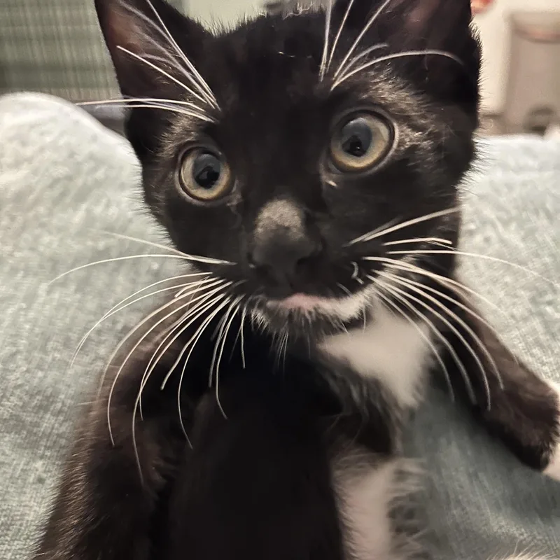 Kitkat  The Sweetest thumbnail 2