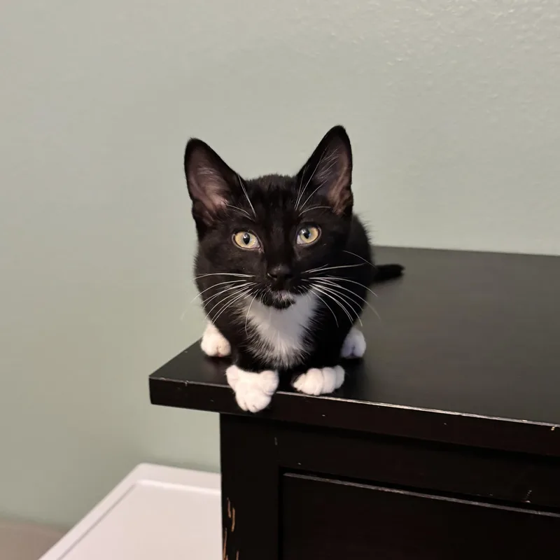 Kitkat  The Sweetest thumbnail 3