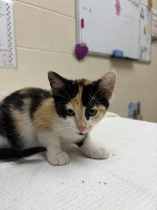 A baby small-sized female Domestic Short Hair cat named Bonfire for adoption in Westland, MI