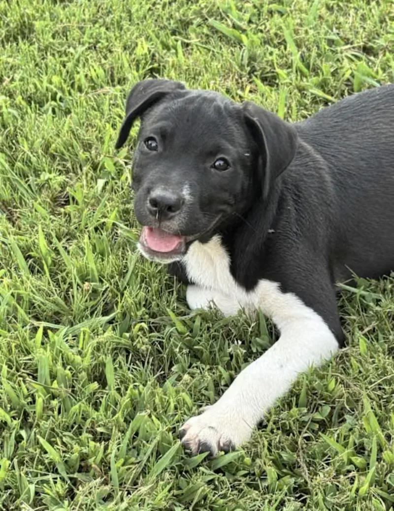 Tux