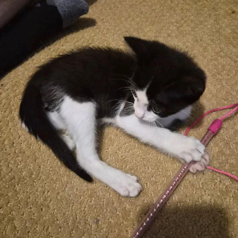 A baby small-sized male Black Domestic Short Hair cat named Munchkin for adoption in Houston, TX