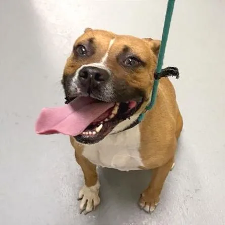 An adult medium-sized male Brown / Chocolate Mixed Breed dog named Brock for adoption in Asheville, NC