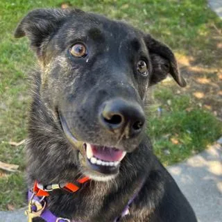 A young large-sized female German Shepherd Dog dog named Callie for adoption in Alameda, CA