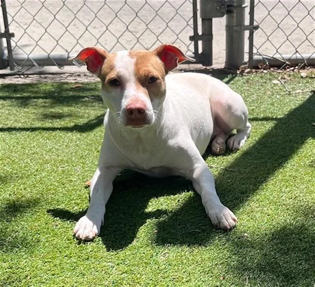 A young medium-sized female Terrier dog named Mochi for adoption in Fort Myers, FL
