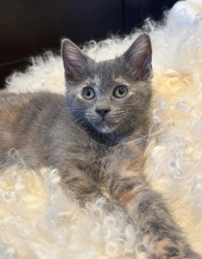A baby medium-sized female Tortoiseshell Domestic Short Hair cat named Mia and Gia for adoption in Clayton, NJ