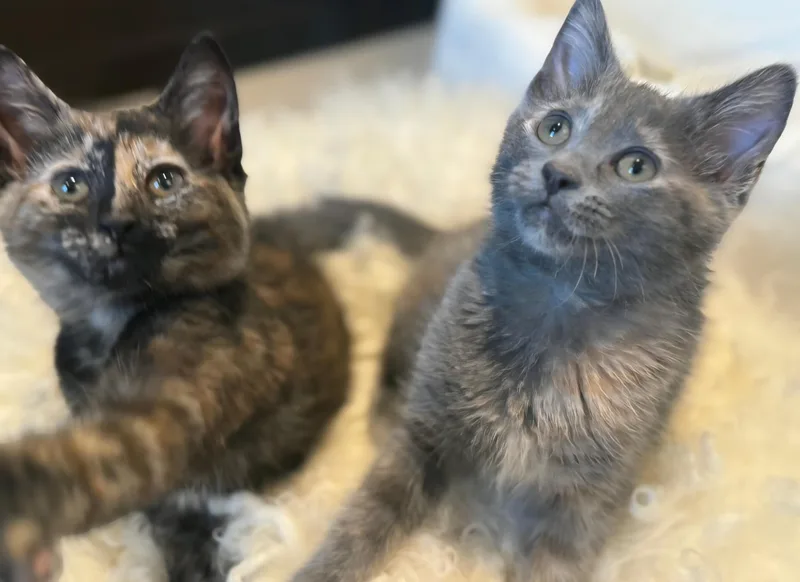 Mia and Gia thumbnail 2
