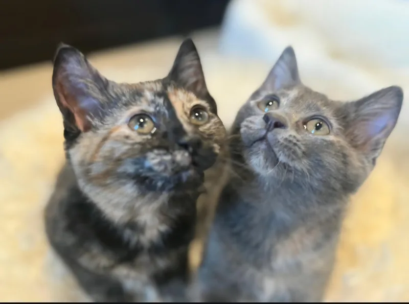 Mia and Gia thumbnail 4