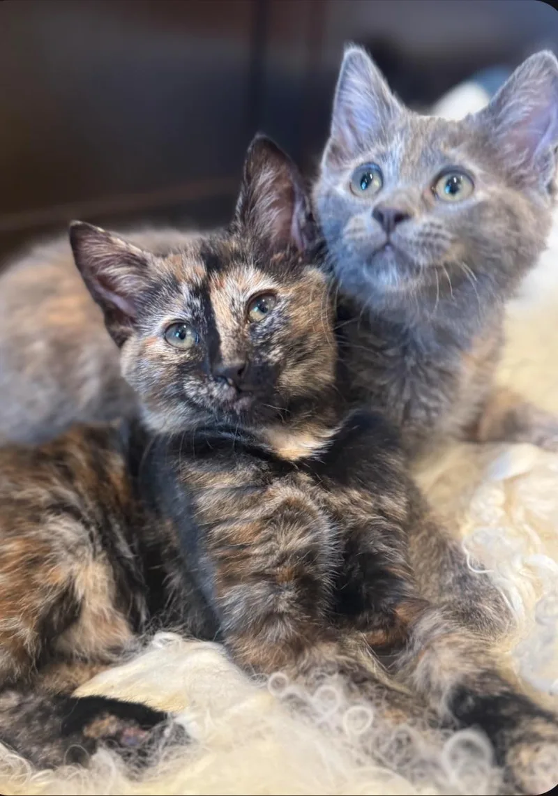 Mia and Gia thumbnail 5