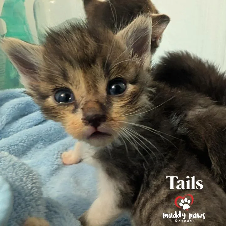 A baby small-sized male Domestic Short Hair cat named Linux Tux Litter: for adoption in Council Bluffs, IA
