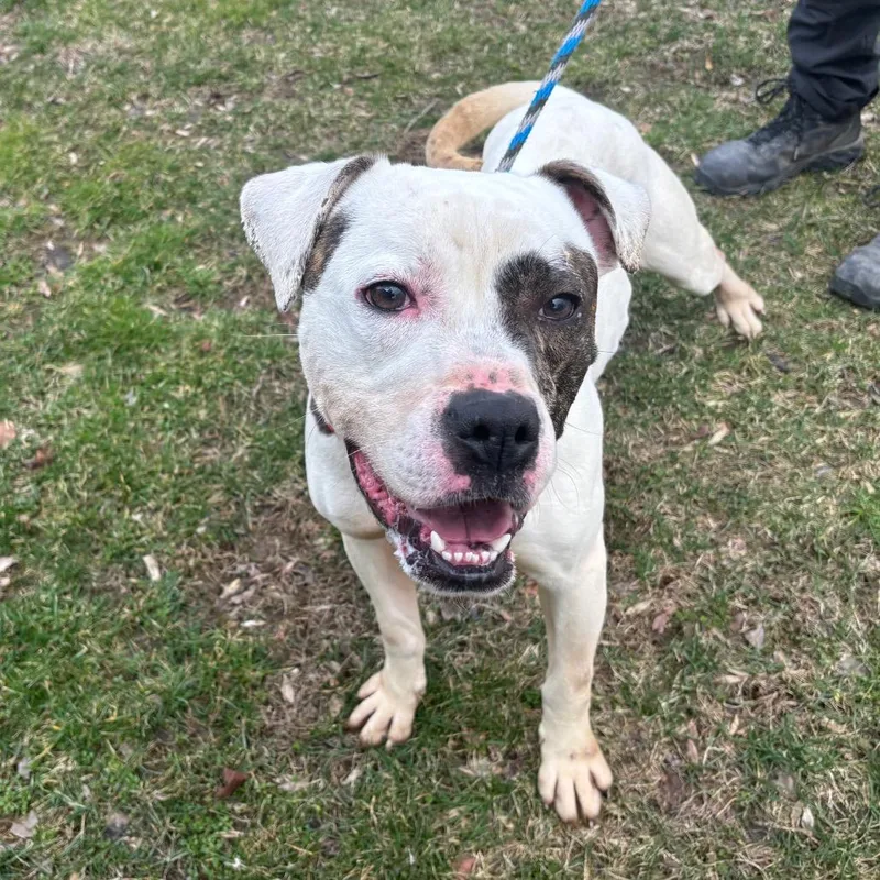 An adult medium-sized male White / Cream Pit Bull Terrier dog named Malcolm for adoption in Birdsboro, PA