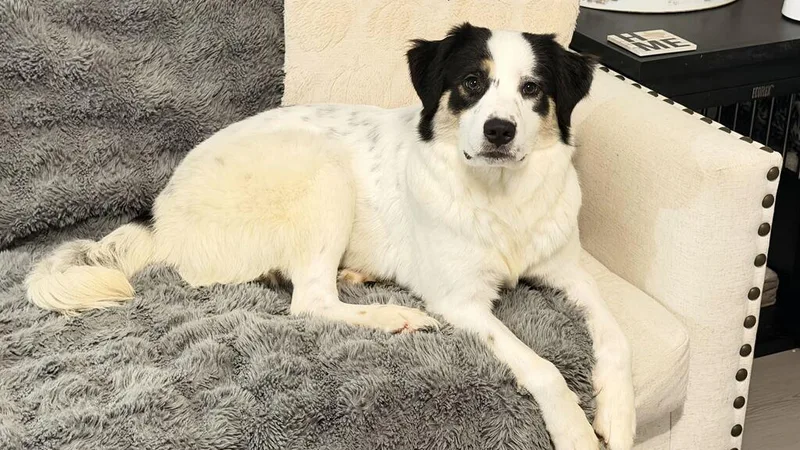 A young medium-sized female Australian Shepherd dog named Lenora for adoption in Pflugerville, TX