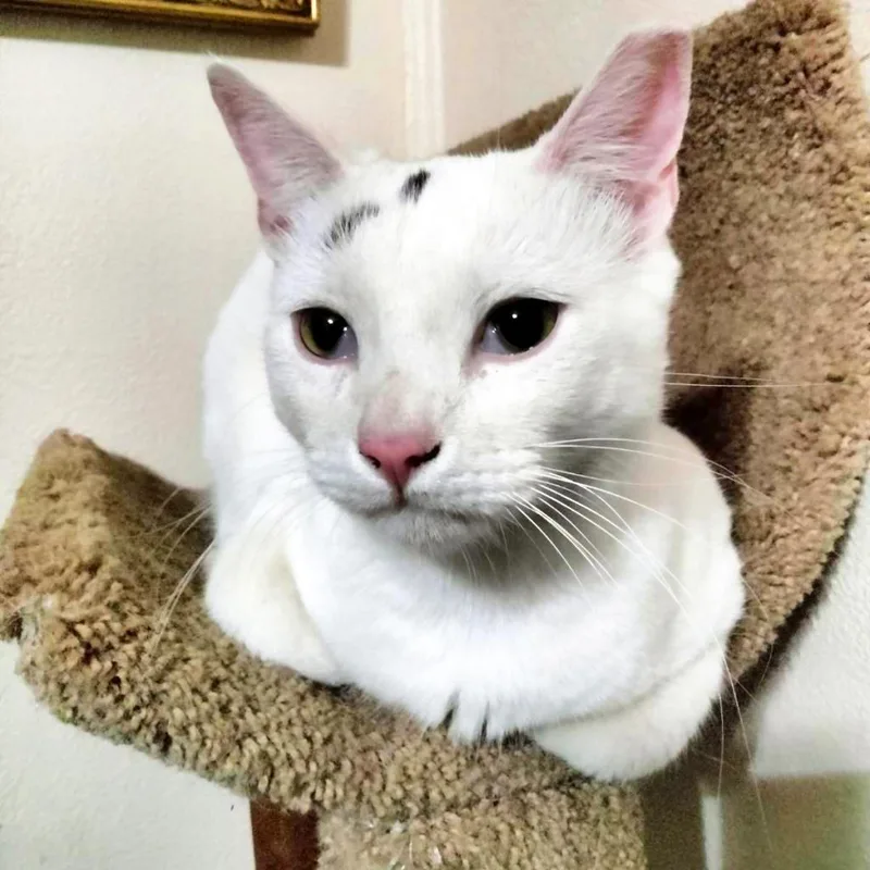 An adult large-sized male White Domestic Short Hair cat named Jumble for adoption in Austin, TX